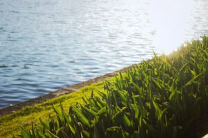body of water beside green-leafed plants